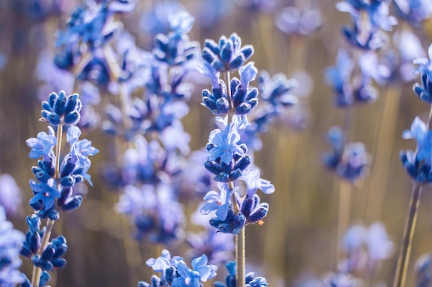 Lavendelblumenhintergrund mit schönen purpurroten Farben und bokeh beleuchtet blühenden Lavendel in a