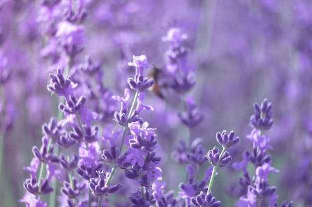 Lavendelblumenhintergrund mit schönen purpurroten Farben und bokeh beleuchtet blühenden Lavendel in a