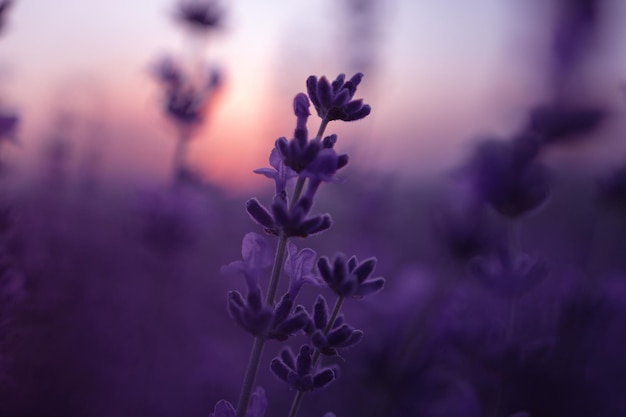 Lavendelblumenhintergrund mit schönen purpurroten Farben und bokeh beleuchtet blühenden Lavendel in a