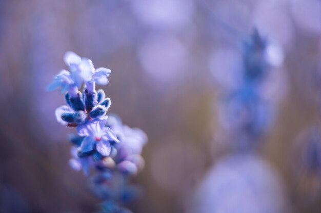 Lavendelblumenhintergrund mit schönen purpurroten Farben und bokeh beleuchtet blühenden Lavendel in a