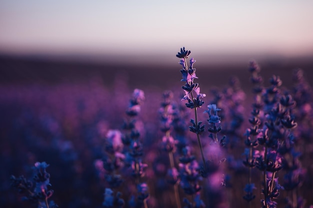 Lavendelblumenhintergrund mit schönen purpurroten Farben und bokeh beleuchtet blühenden Lavendel in a