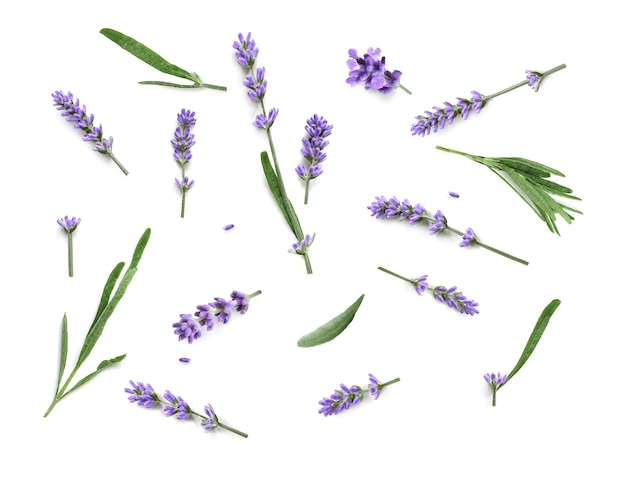 Lavendelblumensammlung lokalisiert auf einem weißen Hintergrund. Flach legen