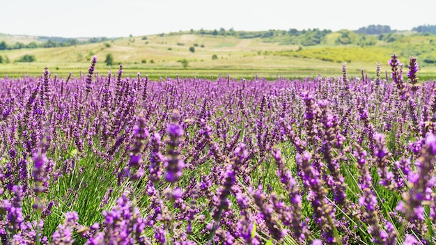 Lavendelbüsche auf dem Feld