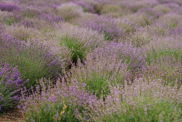 Lavendelbüsche im Feld Blühender Lavendel Sonnenuntergang schimmern über lila Blüten von Lavendel Provence-Region in Frankreich Lavendelfeld Lavandula angustifolia Lavandula officinalis