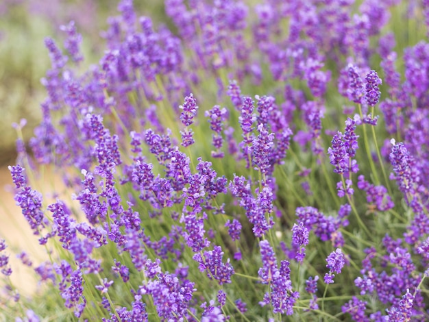 Lavendelbüsche im Garten hautnah