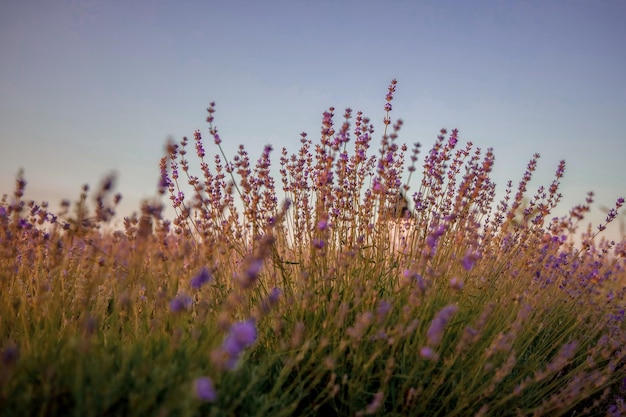 Lavendelfeld am Abend