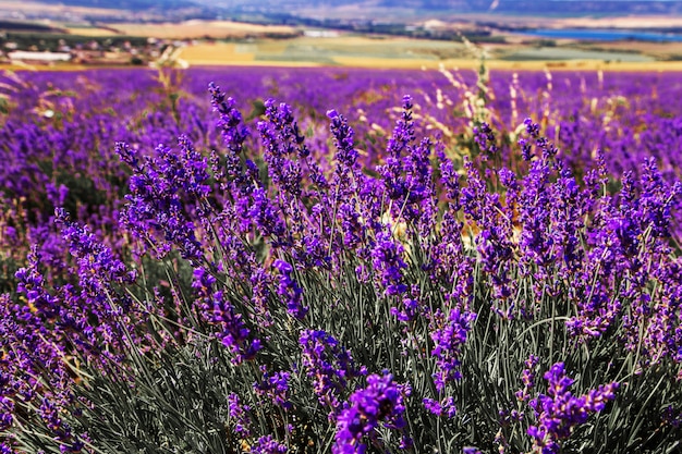 Lavendelfeld auf der Krim. Herrliche Sommerlandschaft.