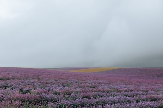 Lavendelfeld bei bewölktem Wetter. Lila Blumenhintergrund