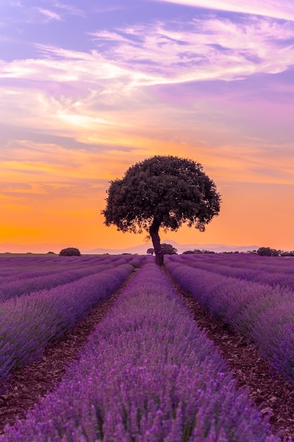 Lavendelfeld bei Sonnenuntergang Brihuega Guadalajara Spanien Mit einem Baum im Hintergrund