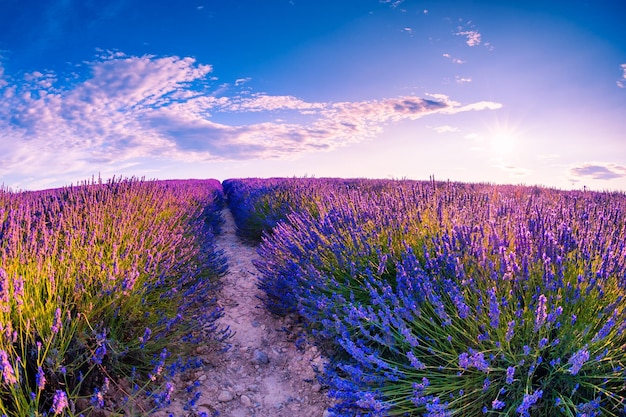 Lavendelfeld bei Sonnenuntergang in der Provence, Frankreich. Schöne Sommerlandschaft. Berühmtes Reiseziel