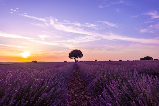 Lavendelfeld bei Sonnenuntergang mit lila Blüten Brihuega Guadalajara Spanien