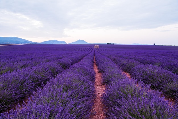 lavendelfeld im sommer lila aromatische blumen in der nähe von valensole in der provence frankreich