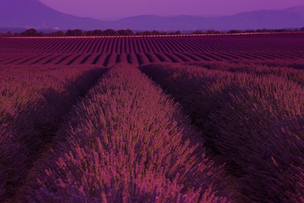 lavendelfeld im sommer lila aromatische blumen in der nähe von valensole in der provence frankreich