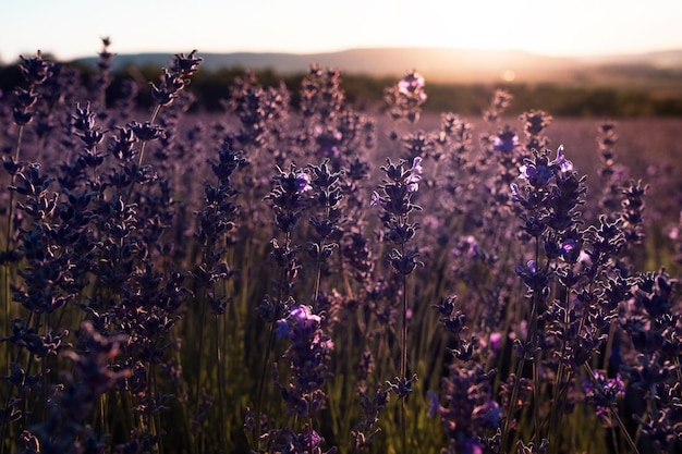 Lavendelfeld im Sommer Sonnenuntergang