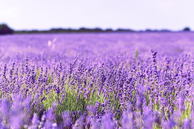 Foto lavendelfeld im sommer