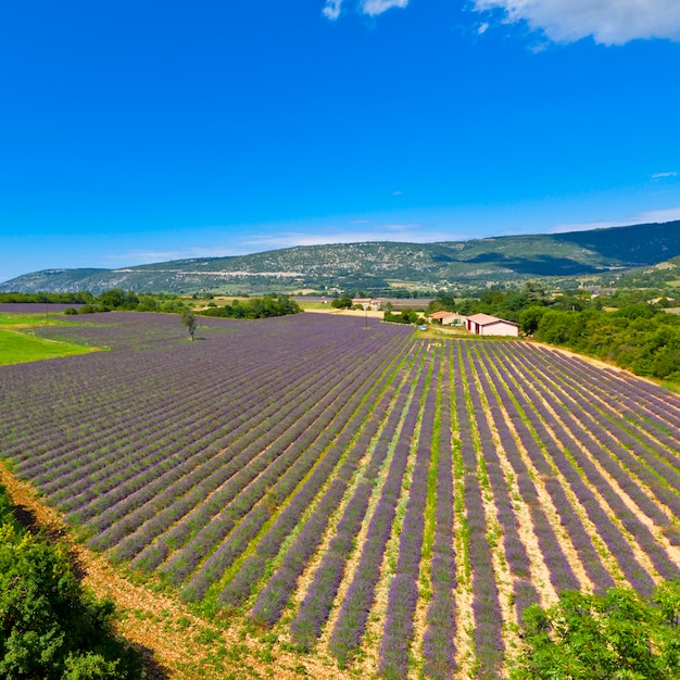 Lavendelfeld in provence, frankreich