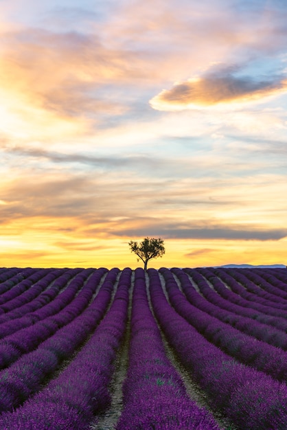 Lavendelfeld in voller Blüte bei Sonnenuntergang mit einem Baum auf der zentrierten Skyline Valensole Provence France
