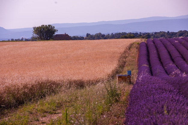 Lavendelfeld lila aromatische Blumen in der Nähe von Valensole in der Provence Frankreich