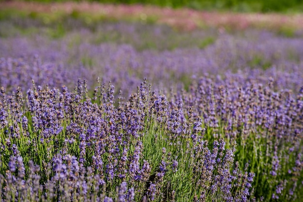 Lavendelfeldblumen schließen oben auf unscharfem Hintergrund von Gewächshäusern