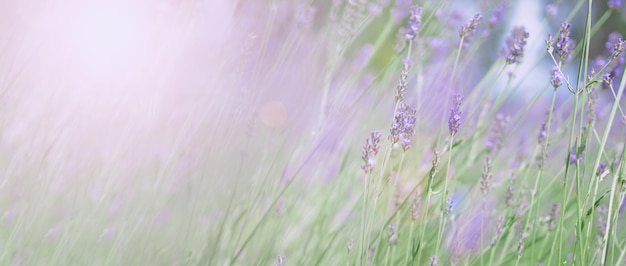 Lavendelfelder blühen in Hokkaido Japan zum Entspannen im Sommer oder Frühling