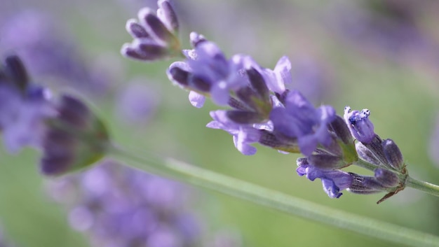 Lavendelfelder blühen in Hokkaido Japan zum Entspannen im Sommer oder Frühling