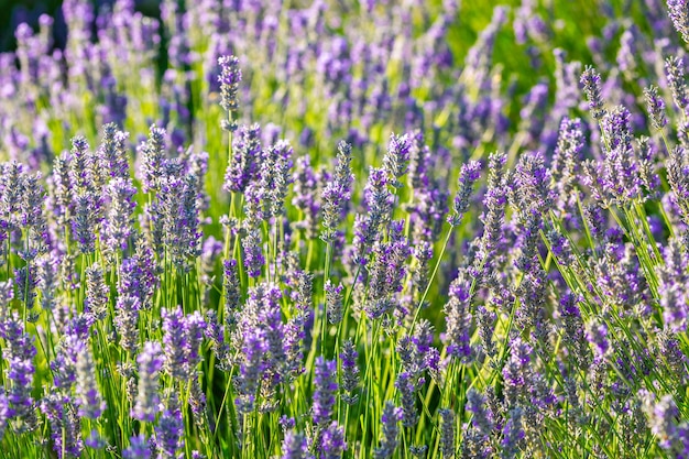 Lavendelpflanze, die mit bunten offenen Blumen an einem sonnigen Frühlingstag platzt
