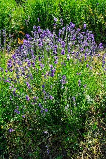 Lavendelpflanzen im Garten