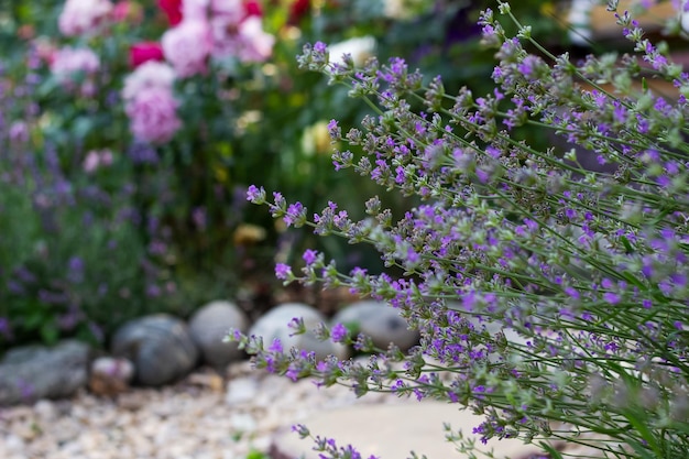 Lavendelstrauch im Sommergarten