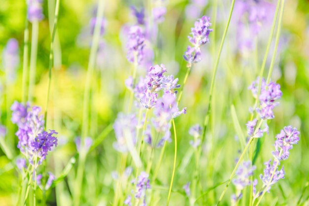 Lavendelviolette Blüten