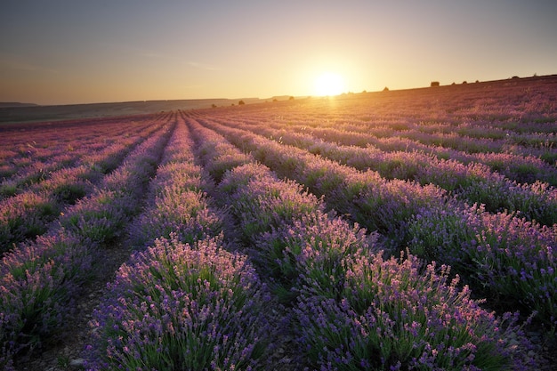 Lavendelwiese bei Sonnenuntergang