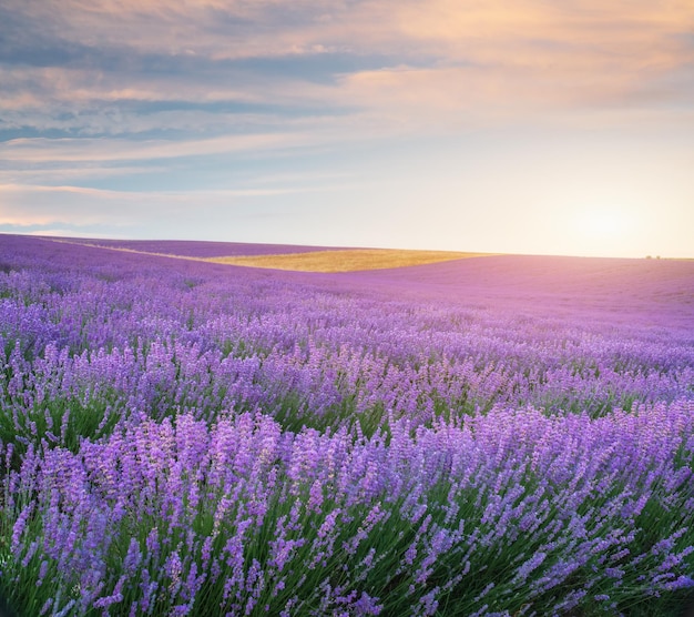 Lavendelwiese bei Sonnenuntergang