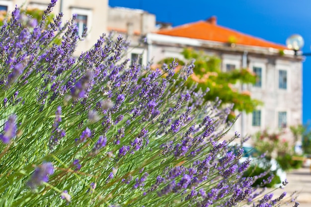 Lavender bush na town street. tiro horizontal