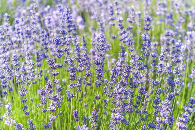 Lavender Field no verão, cores naturais