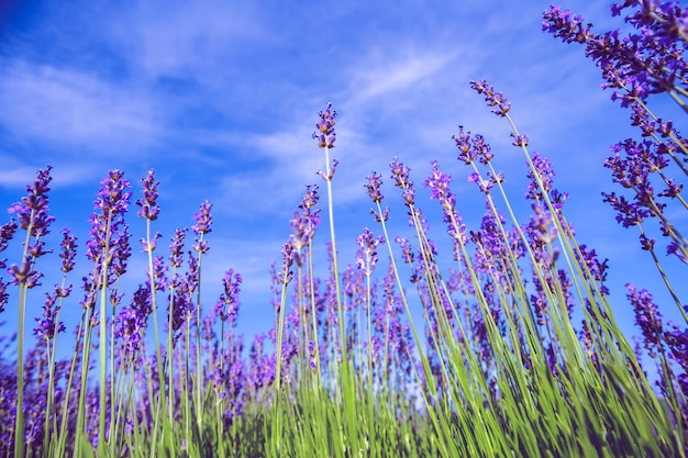 Lavender field no verão