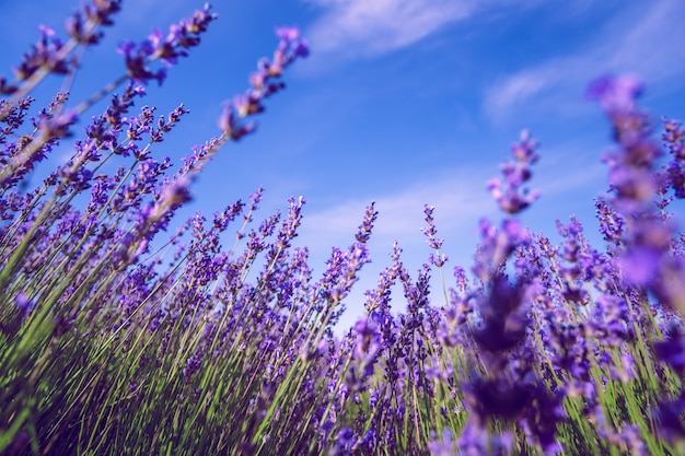 Lavender Field no verão