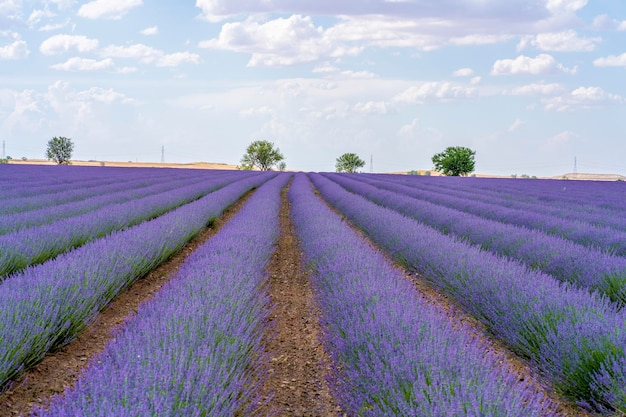 Lavender Field