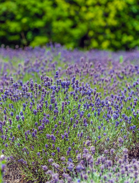 Lavender Field