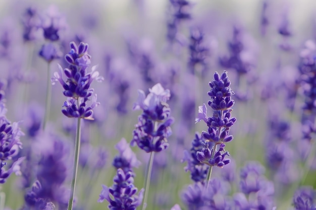 Foto lavender39s florescência pacífica um campo de lavanda39s beleza calma o charme sereno dos campos de lavanda