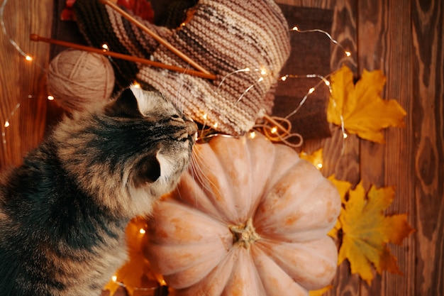 Lay Flat de la composición de otoño un gato esponjoso, una calabaza madura y una bufanda de color tejida caen ...