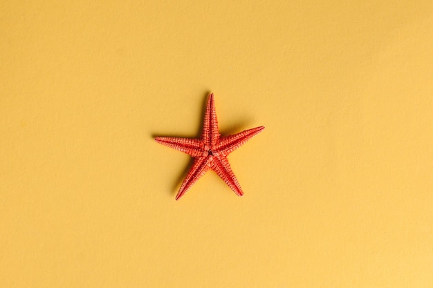 Foto lay flat con estrella de mar roja sobre amarillo.