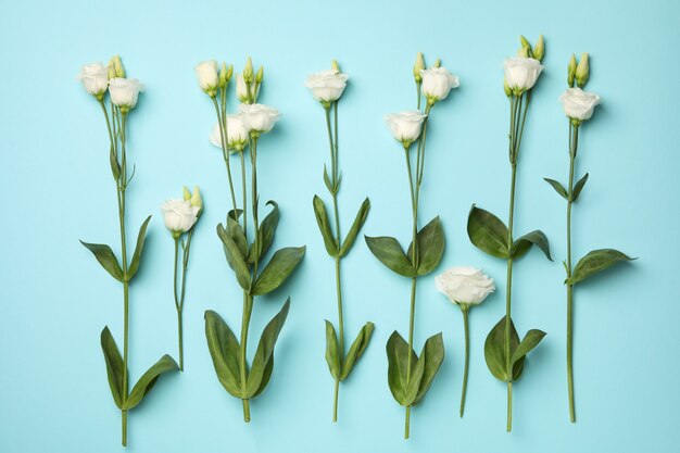 Lay Flat con hermosas rosas blancas sobre fondo azul.