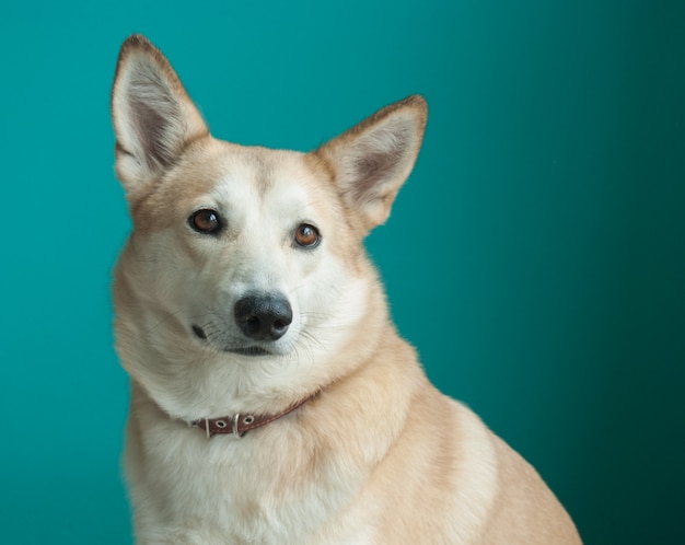 Layka heiserer Hund. Ausführliches Portrait auf einem blauen Hintergrund.