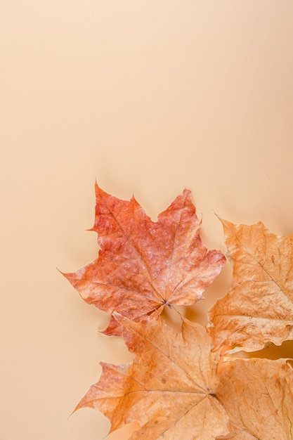 Layout aus Herbstlaub und Blüten