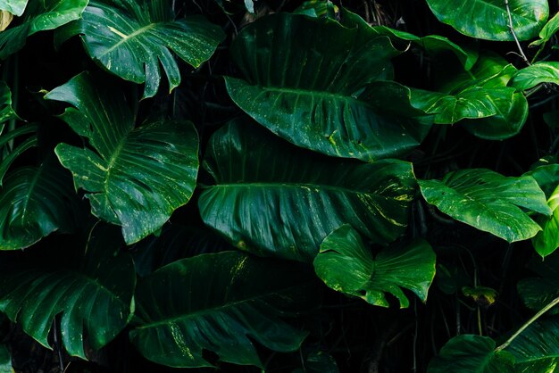 Layout criativo de folhas verdes tropicais conceito de mola natural colocação plana