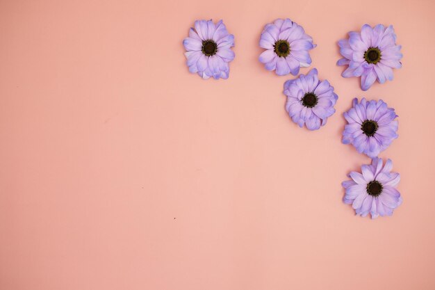 Layout criativo feito com flores coloridas Very Peri gerberas em um fundo rosa
