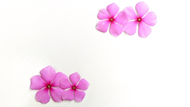 Layout criativo feito de flores roxas em um conceito minimalista de fundo branco com espaço de cópia gratuita