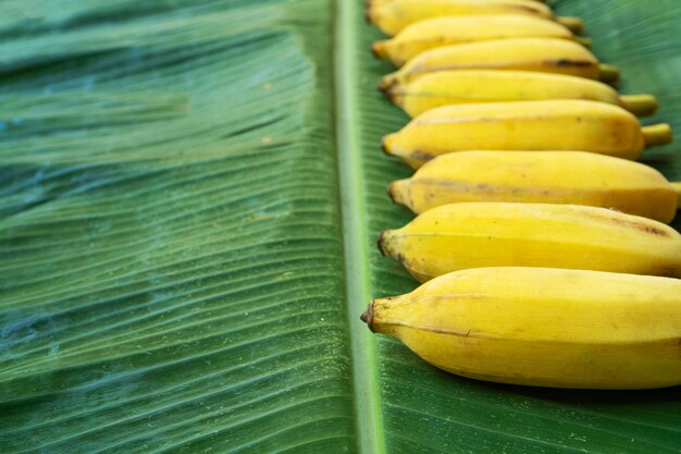 Layout de configuração plana de bananas amarelas em uma folha de bananeira verde. Comida ecológica