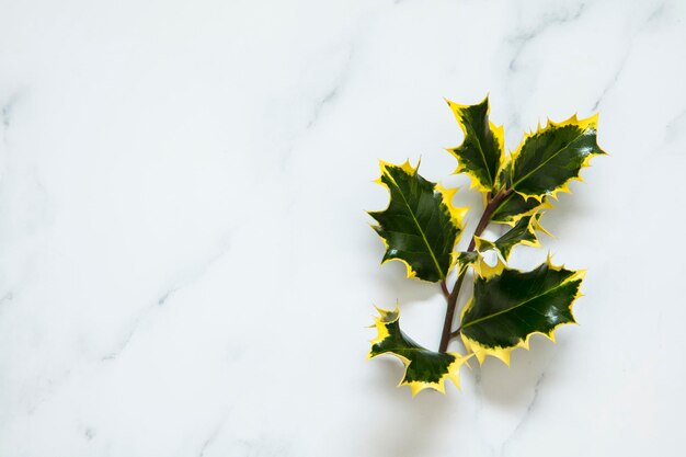 Layout de natal feito de folhas festivas de azevinho em um fundo de mármore branco