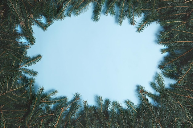 Layout feito de galhos de árvores de Natal em fundo azul. Postura plana. Conceito de ano novo da natureza.