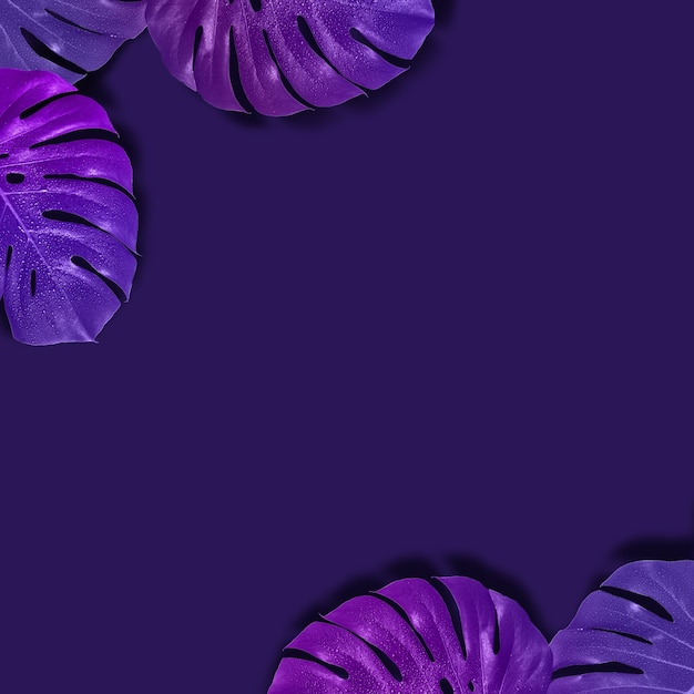 Layout tropical criativo com padrão com folhas de monstro gradiente. Tonificação de imagem violeta